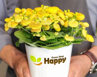 SLIPPER FLOWER Mix - Calceolaria Herbeohybrida F2 Fascination nana - 200 SEEDS - Exotic Tropial Indoor Plant