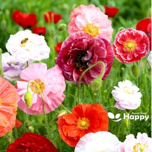 English Poppy Shirley Double Mix 10 000 seeds Papaver rhoeas image 1