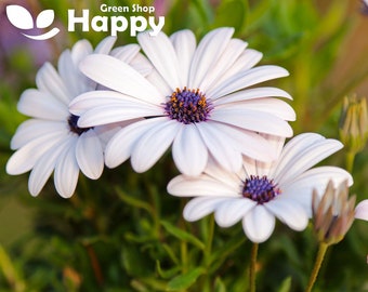 African Daisy White - Osteospermum Ecklonis - 30 seeds - White WITH PURPLE EYE