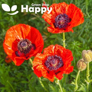 1200 SAMEN - ORIENTALER MOHN Mischung - Papaver orientale - mehrjährige riesige offene Blüten