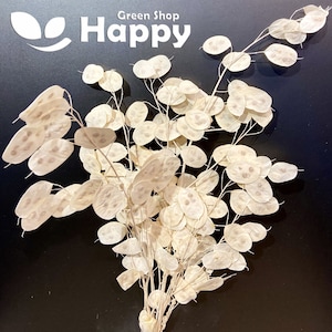 LUNARIA - HONESTY - 50 seeds - annual flower money plant - flower seeds