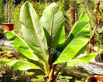 Ethiopian banana plant - 5 large seeds - Grow tropical plant in your garden -  Ensete ventricosum musa