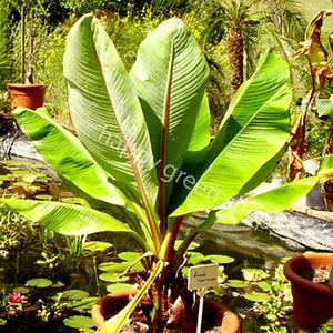 Comprar Plantas artificiales de 18 hojas, planta en maceta grande de 82 CM,  árbol de plátano Artificial, jardín, sala de estar, dormitorio, decoración  de balcón