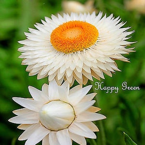 STRAWFLOWER WHITE- Helichrysum bracteatum - 900 seeds - Everlasting Flower