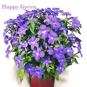 Browallia Amethyst Flower browalia americana 400 seeds easy to grow image 1