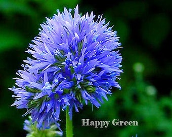 BLUEHEAD GILIA - 1000 SEEDS - Gilia Capitata - Annual Flower