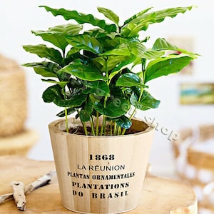 May include: A green potted coffee plant in a wooden pot with the text "1868 La Reunion Plantas Ornamentales Plantations Do Brasil" printed on the side.