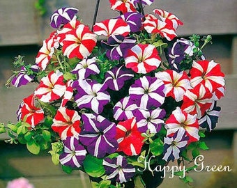 100 seeds F2 - PETUNIA STAR mix - Dwarf - Petunia compacta nana