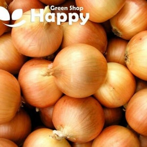 May include: A close-up image of a pile of brown onions. The onions are all different sizes and shapes, but they are all a similar shade of brown. The onions are arranged in a random pattern, and some of them are overlapping.