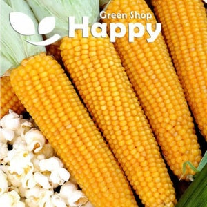 May include: Four ears of yellow corn on the cob with husks removed, arranged on a green surface with a white background of popcorn. The text "Green Shop Happy" is visible in the top right corner of the image.