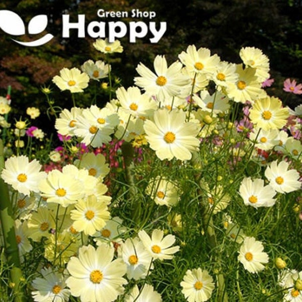 Cosmos Sunset Yellow - 50 seeds - Cosmos Bipinnatus - Meadow annual flower