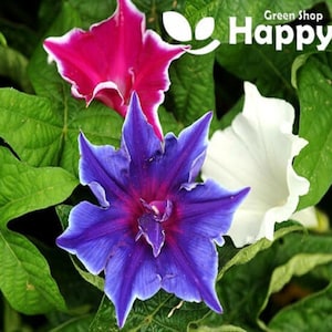 May include: Three morning glory flowers in bloom. One flower is a deep purple with white edges, another is a bright pink with white edges, and the third is white with ruffled edges.