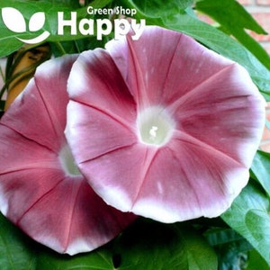 May include: Two pink and white morning glory flowers with white edges. The flowers have a delicate, ruffled appearance.