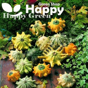 Cucurbita Pepo Birdhouse Large Bottle Gourd Squash Climber 10 SEEDS Cucurbita Pepo Birdhouse Large Bottle Gourd Squash Climber 10 SEEDS