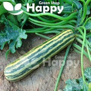 15 zucchini tapirfrön | Cucurbita pepo | Långrandiga zucchini grönsaksfrön