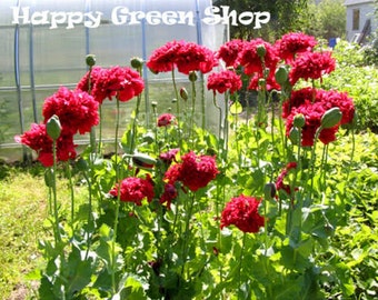 Poppy Red Peony - Papaver Paeoniflorum - 500 seeds - Annual Flower