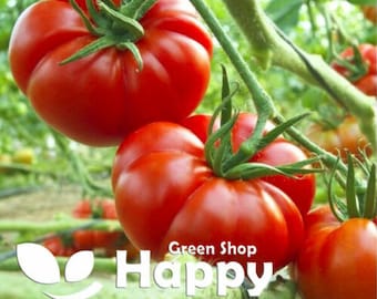 Pomodoro - Marmande - 80 semi - Pomodoro Beefsteak - Semi cespuglio - Ortaggio