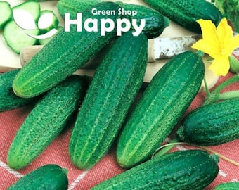 45 Cucumber F1 Santana Seeds | Cucumis sativus | Smooth Pickling Gherkin Vegetable