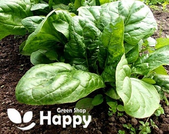 VEGETABLe - Spinach Matador - 500 SEEDS - Spinacia Oleracea - Heirloom Non GMO