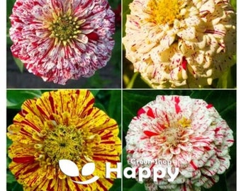 150 Zinnia Seeds | Zinnia elegans 'Candy Stripe' | Dahlia Flowered White Red Streaked Double Blooms