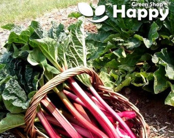 Vegetable - Rhubarb Victoria - 50 Seeds - Heirloom Pink Rhubarb