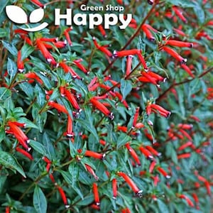 May include: A close-up of a bush with bright red flowers. The flowers are tubular in shape and have a dark red centre. The bush is green and leafy.