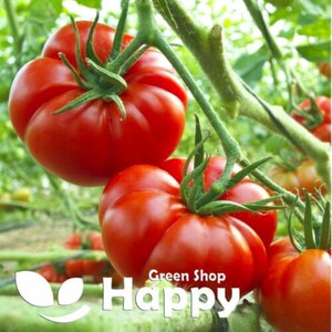 Peut inclure: Gros plan de tomates rouges mûres et juteuses poussant sur une vigne. Les tomates sont rondes et ont une peau lisse et brillante. La vigne est verte et a des feuilles.