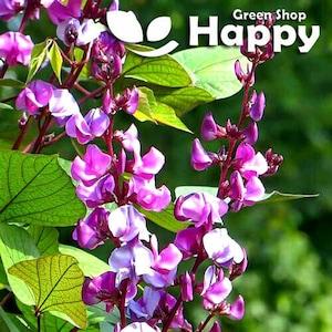 Può includere: Primo piano di vibranti fiori viola e bianchi con foglie verdi. I fiori sono in piena fioritura, con un mix di petali viola chiari e scuri. Il testo "Green Shop Happy" è incluso.