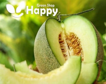 Melon Honeydew - 50 Seeds - Cucumis melo - Melon seeds - Fruit