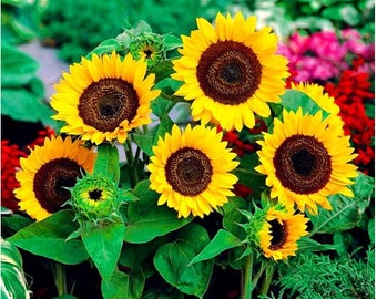 DWARF SUNFLOWER - Big smile - 35 seeds - helianthus annuus - gold flowers