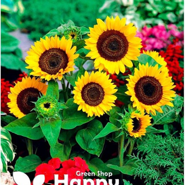 DWARF SUNFLOWER - Big smile - 35 seeds - helianthus annuus - gold flowers