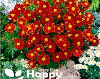 Peut inclure: Gros plan sur un groupe de fleurs de souci rouge et jaune en fleurs. Les fleurs sont disposées en un groupe dense, les pétales de chaque fleur se chevauchant. Les fleurs sont entourées de feuilles vertes.