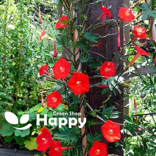 MORNING GLORY RED - Cypress vine - 55 seeds - Ipomoea pennata quamoclit Cardinal Climber