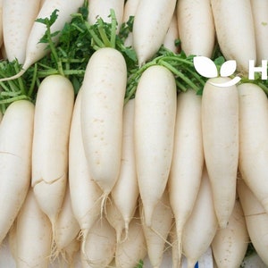 Rabanete Astor - 400 sementes - Raphanus sativus - Vegetal