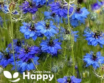 Love in a mist- Miss Jekyll - 1500 SEEDS - Indigo Blue - Nigella damascena