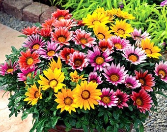 GAZANIA MIX Gazania splendens hybrida - 100 graines - Variétés à très grandes fleurs