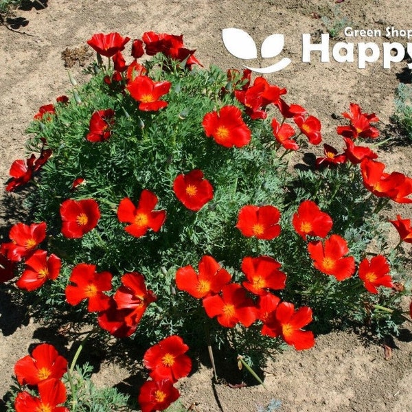 CALIFORNIA POPPY RED, Häuptling 2000 samen- Eschscholzia californica - rote Blume