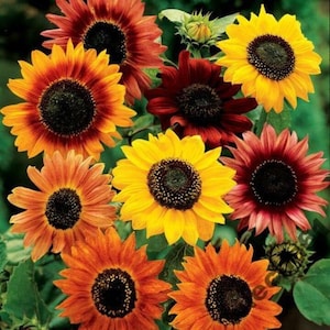 Op de afbeelding: Een bos zonnebloemen in verschillende tinten rood, oranje en geel. De zonnebloemen hebben donkerbruine centra en zijn in een cluster gerangschikt.