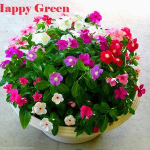 May include: A white pot filled with a variety of colourful flowers. The flowers are pink, red, white, and purple. The pot is sitting on a grey concrete surface. The text "Happy Green" is written in red letters at the top of the image.