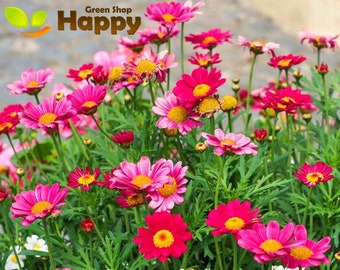 ROBINSON'S GIANT MIX - Marguerite peinte - 180 graines - Chrysanthème Tanacetum coccineum -