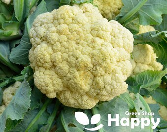 50 Blumenkohl-Octavian-Samen | Brassica oleracea | Herbsternte-Gemüsesamen