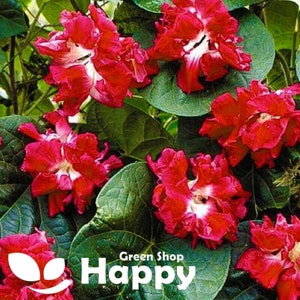 May include: Close-up of a cluster of vibrant red and white flowers with ruffled petals. The flowers are blooming on a green vine with large leaves. The text "Green Shop Happy" is visible in the bottom right corner of the image.