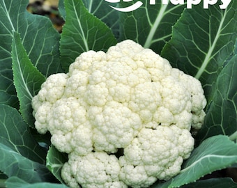 100 Blumenkohl-Delta-Samen | Brassica oleracea var. botrytis | Weißkopf-Gemüsesamen