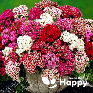 DWARF Sweet William - PINOCCHIO MIX - 1000 nasion - Dianthus Barbatus Double