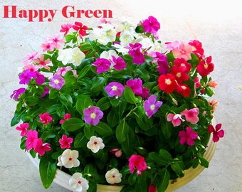 Periwinkle Vinca Rosea Dwarf - 80 SEEDS - Catharanthus r. - Ground Cover And Pot Flower