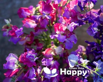 10 Sementes de Ervilha-de-cheiro Enchante | Lathyrus odoratus | Trepadeira Anual Perfumada | Flores Tricolores | Flor de Corte