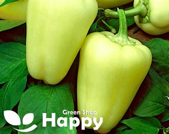 Peperone dolce - 100 semi Citrina - Giallo pallido - Peperone dolce unico - Verdura