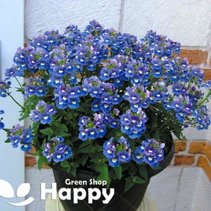 NEMESIA BLUE GEM - 2000 seeds - Nemesia strumosa