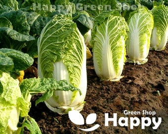 Vegetable - Chinese cabbage - Hilton - 400 seeds - selected seeds Brassica rapa