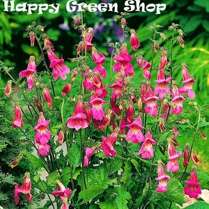 50 Lemon Sherbet Foxglove Flower Seeds Biennial 50 Lemon Sherbet Foxglove Flower Seeds Biennial